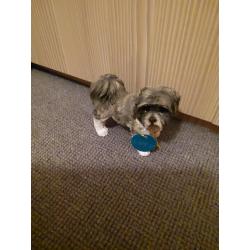 Lovely shih tzu dog model the Leonardo collection . Approx 5by 4inches