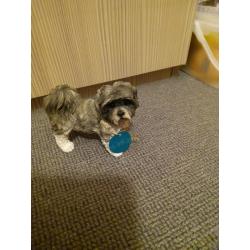 Lovely shih tzu dog model the Leonardo collection . Approx 5by 4inches