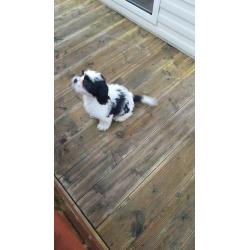 Mixed Shihtzu pup
