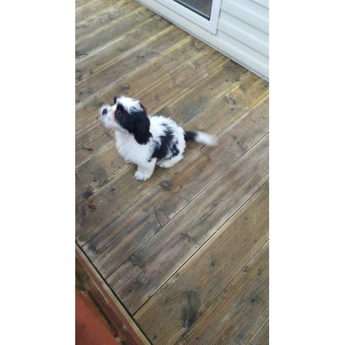 Mixed Shihtzu pup