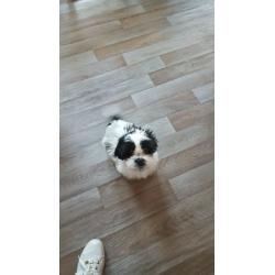 Mixed Shihtzu pup