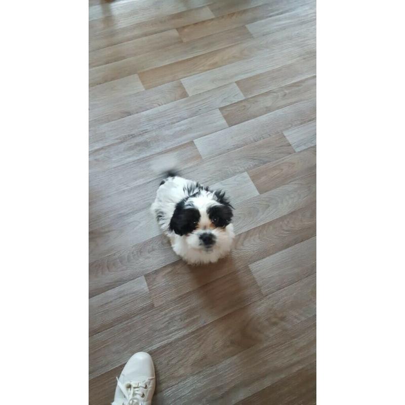 Mixed Shihtzu pup
