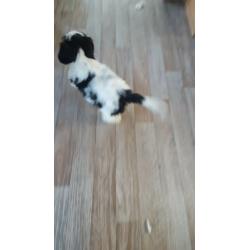 Mixed Shihtzu pup