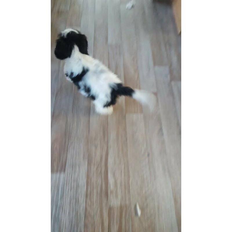 Mixed Shihtzu pup