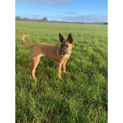Belgian Malinois x Dutch Herder Female