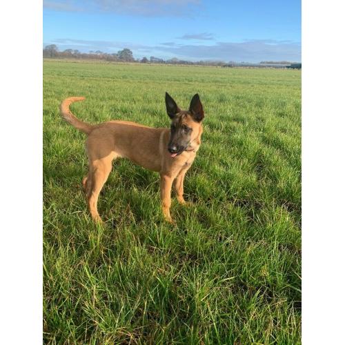 Belgian Malinois x Dutch Herder Female