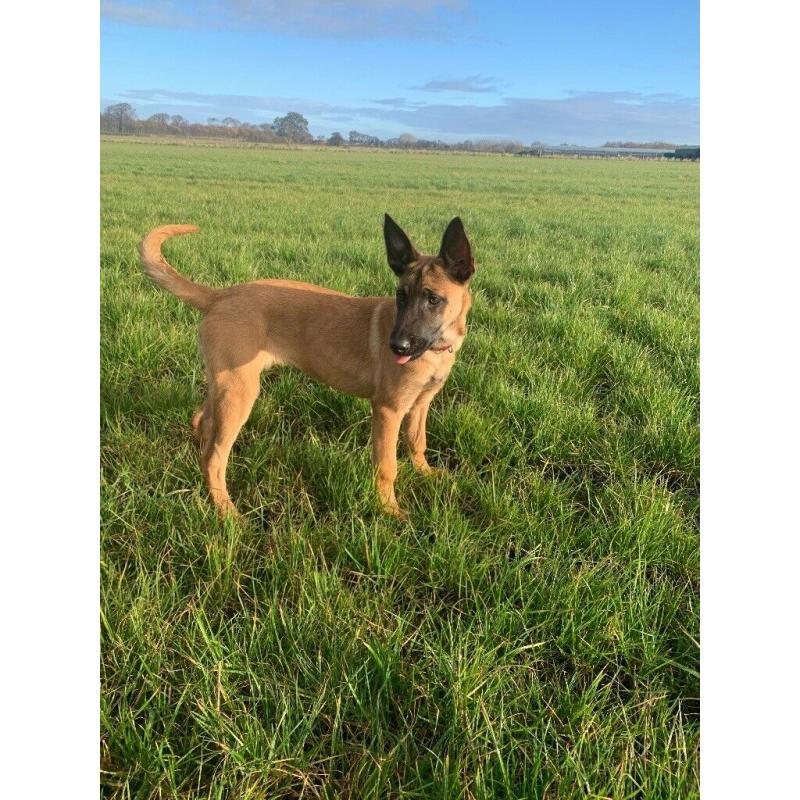 Belgian Malinois x Dutch Herder Female