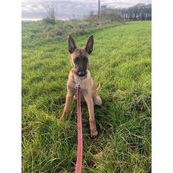 Belgian Malinois x Dutch Herder Female