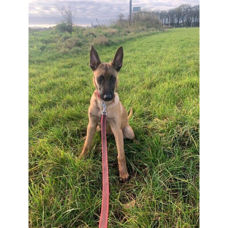 Belgian Malinois x Dutch Herder Female