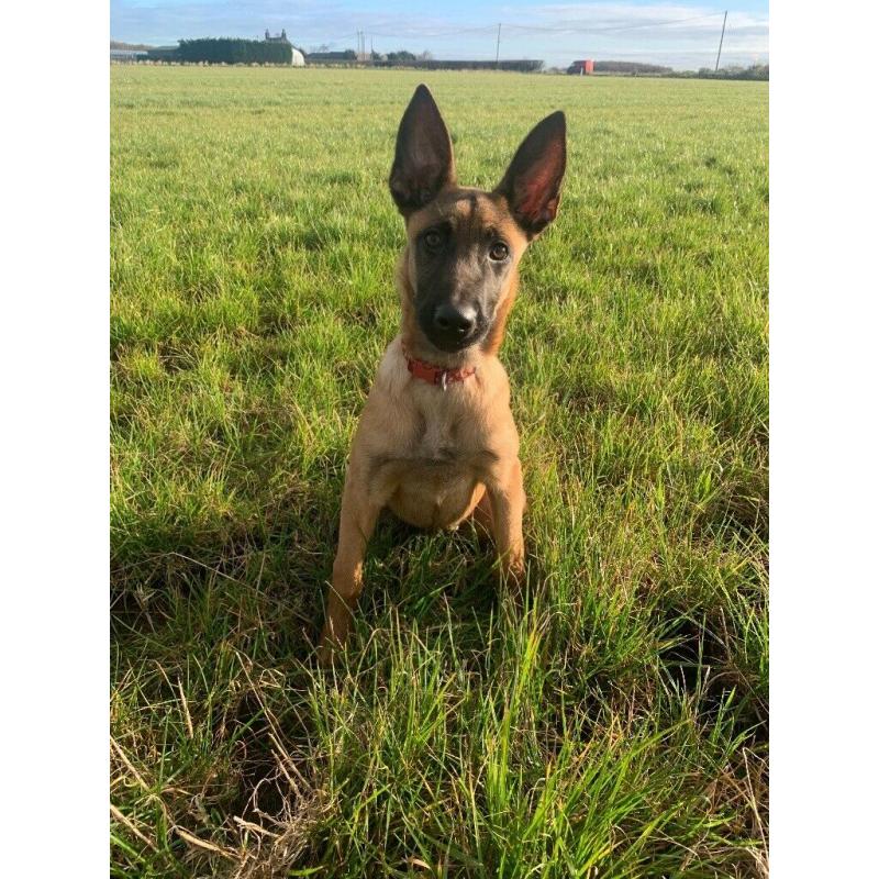 Belgian Malinois x Dutch Herder Female
