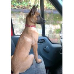 Belgian Malinois x Dutch Herder Female