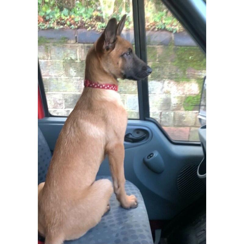 Belgian Malinois x Dutch Herder Female